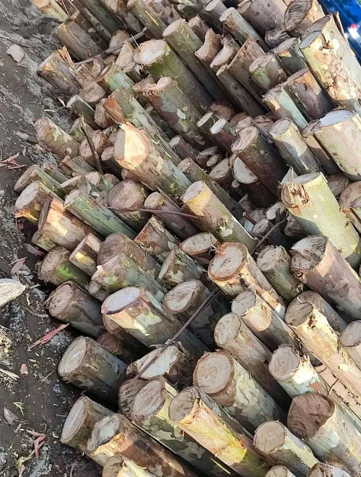 Transmission poles — untreated stock